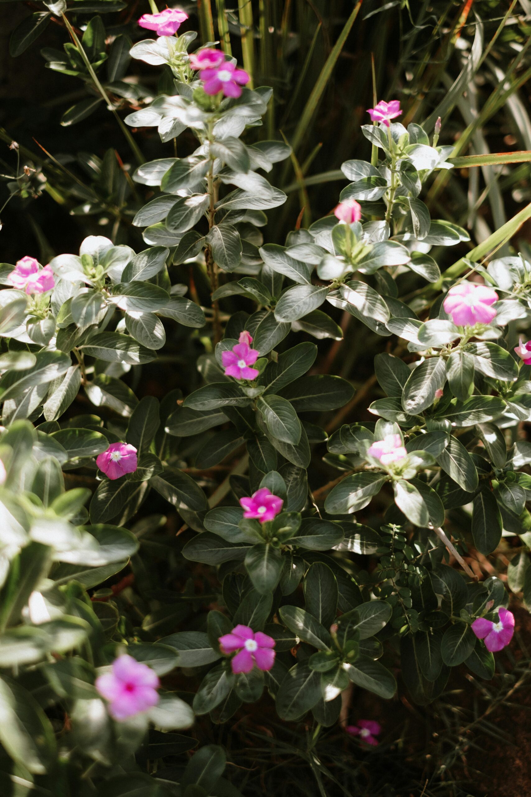 Beautiful pink Catharanthus roseus flowers blooming in a São Paulo garden.
